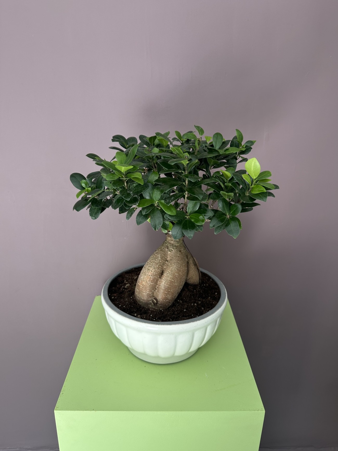 Bonsai Seramik Saksıda