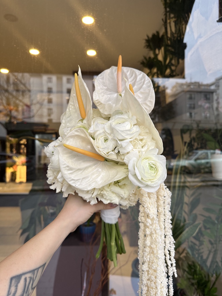 Anthurium Erengül Amarantus 2