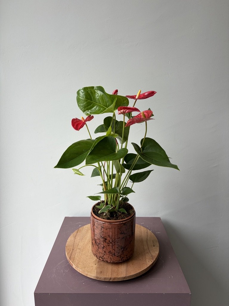 Anthurium