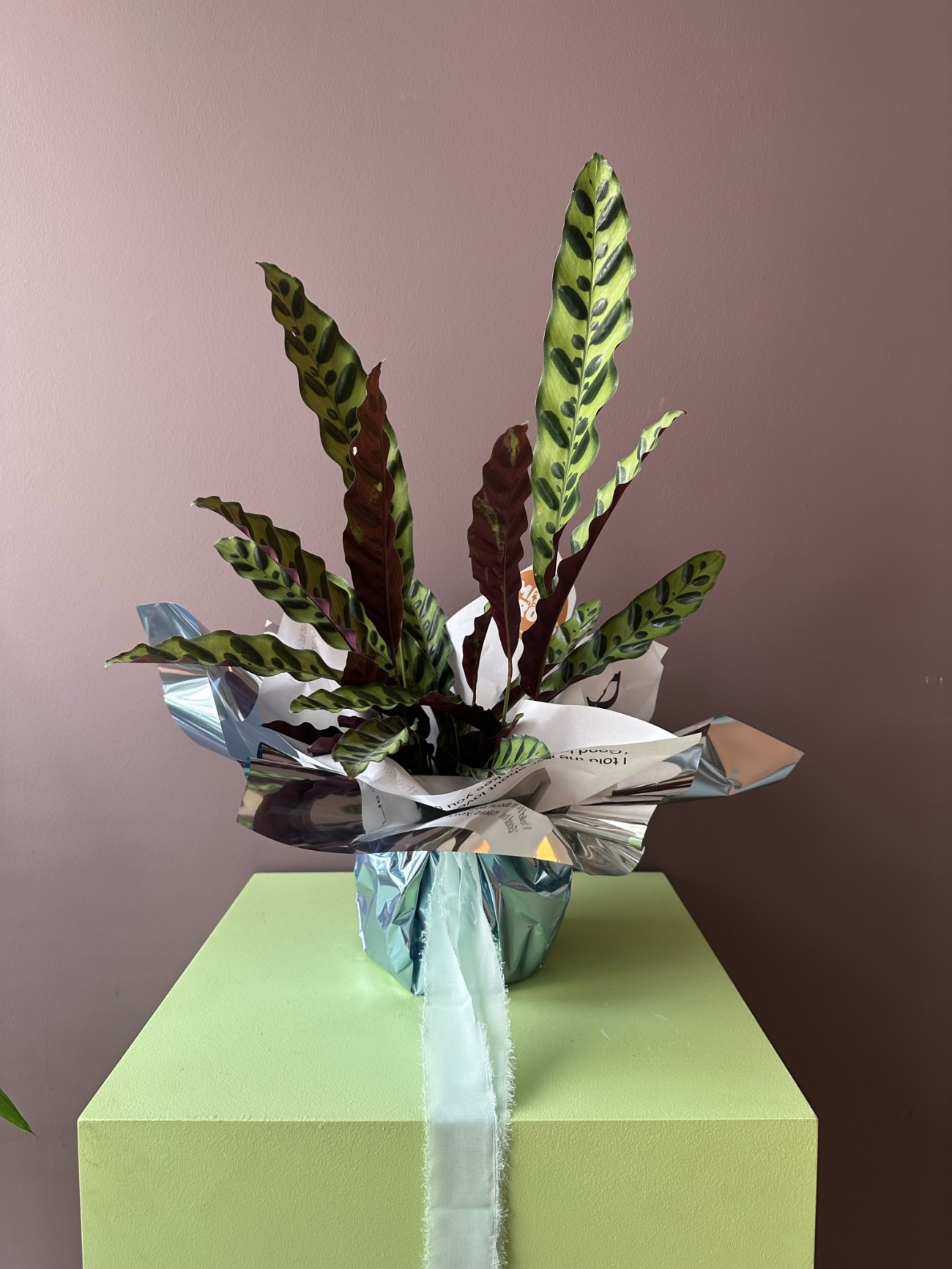 Calathea