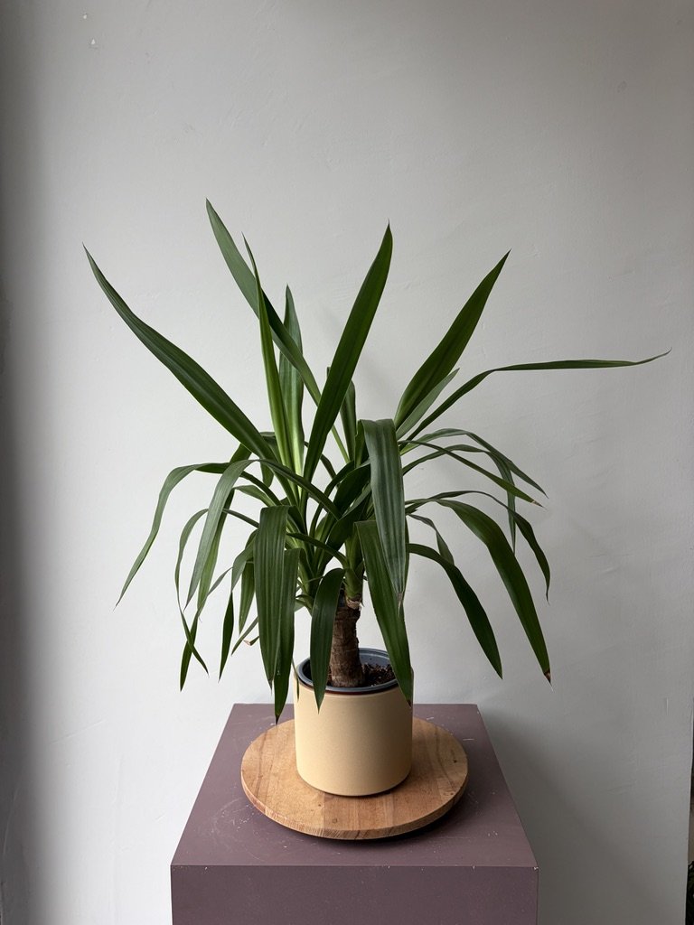 Yucca