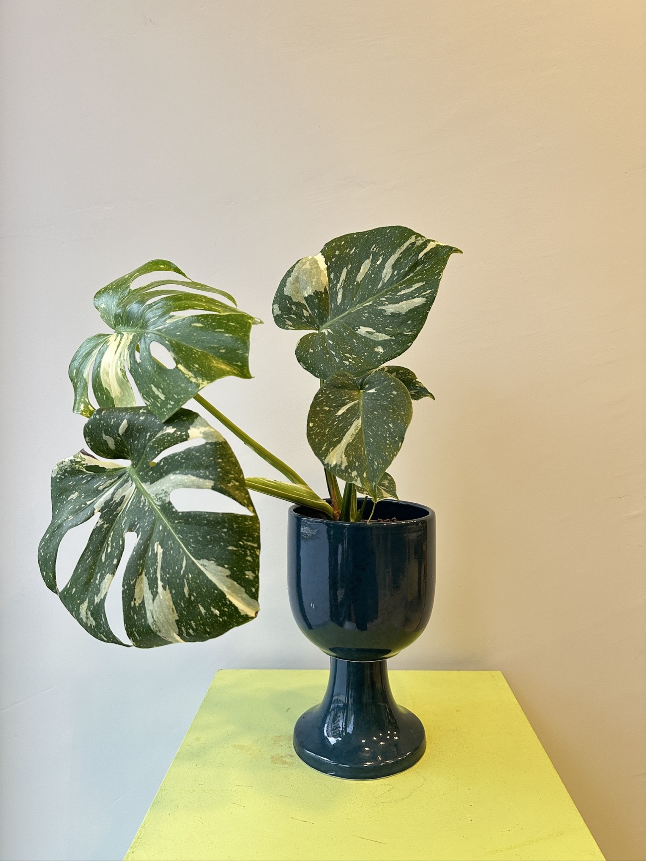 Monstera Albino