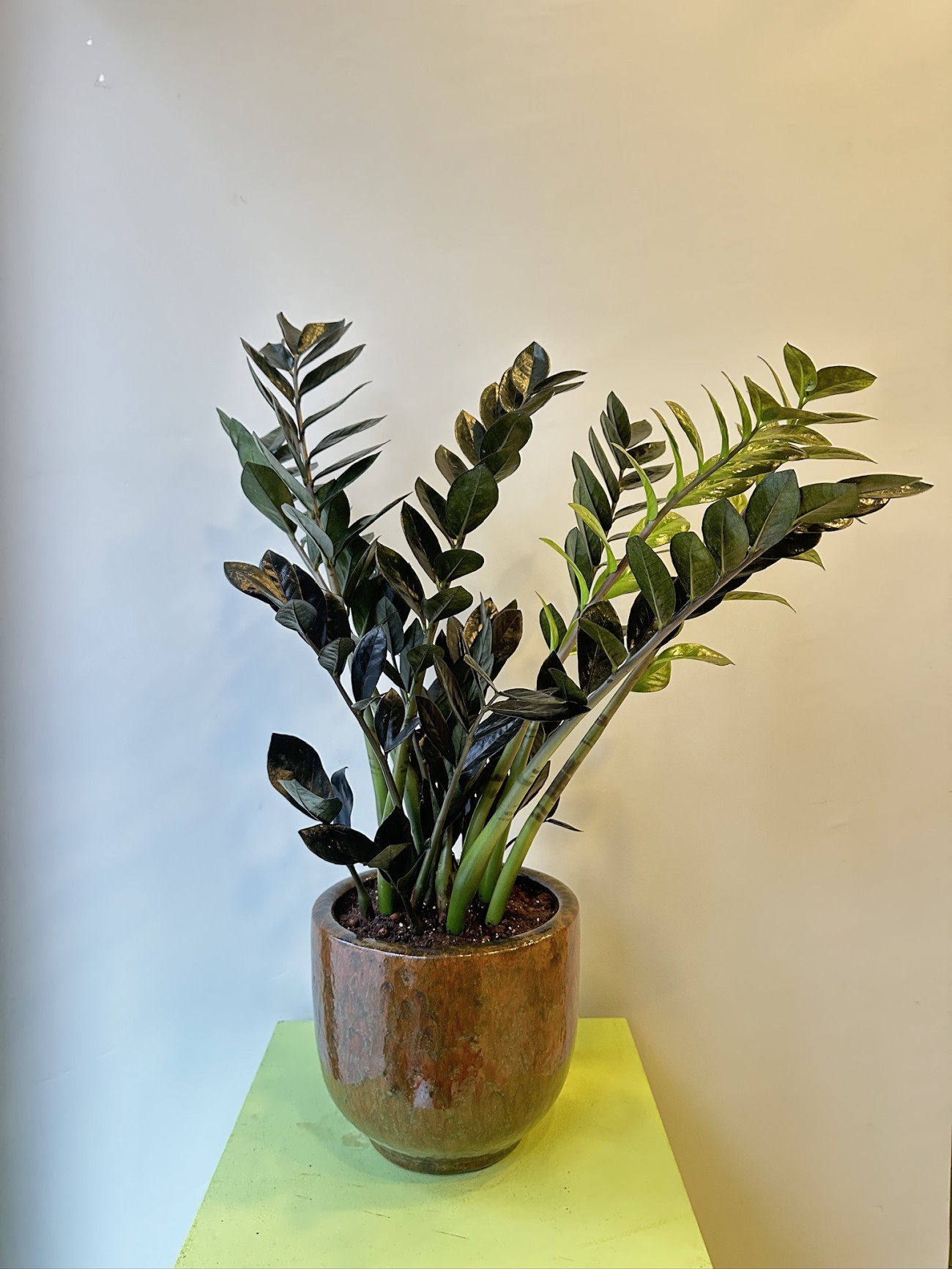 Zamia