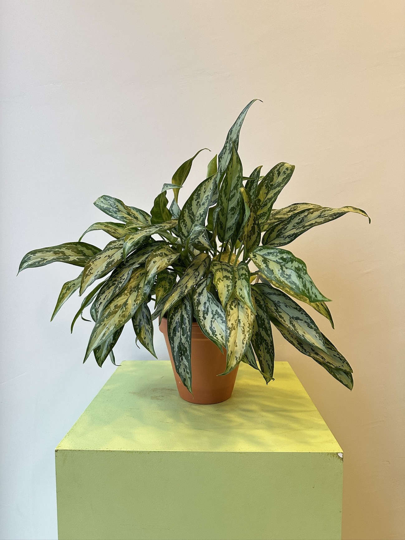 Aglaonema
