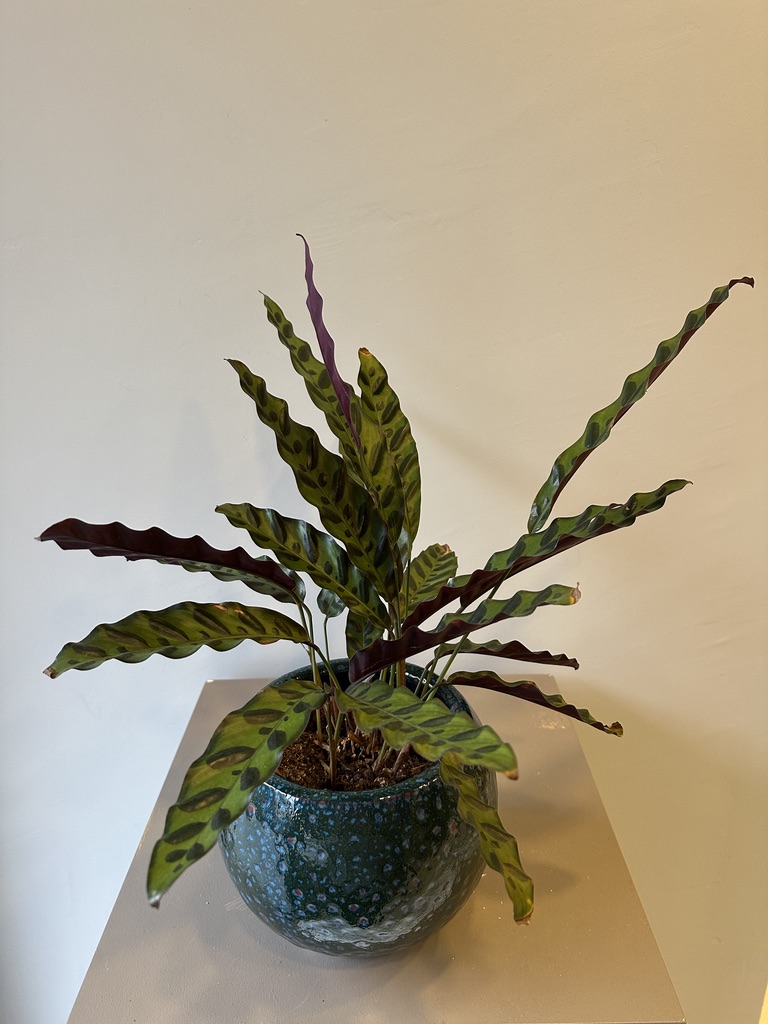 Calathea