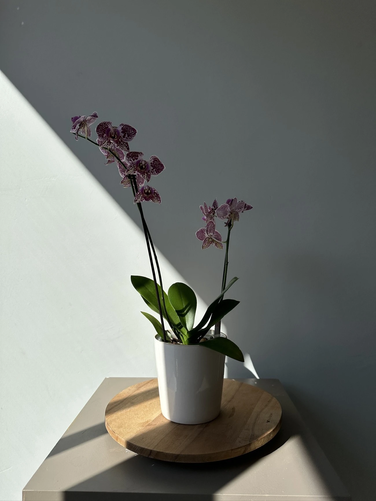 Orkide çift dal- mini