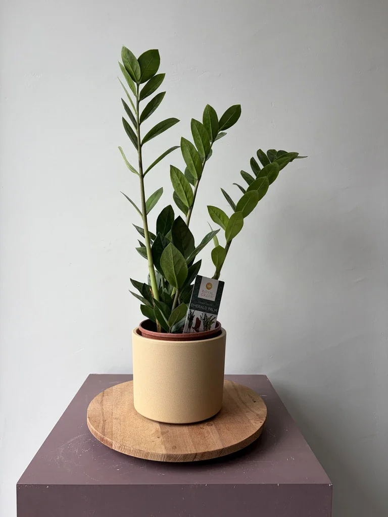 zamia 50 cm
