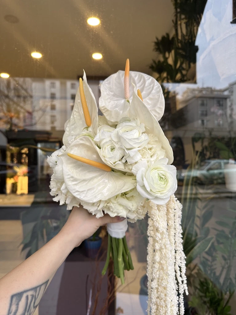 Anthurium Erengül Amarantus 2