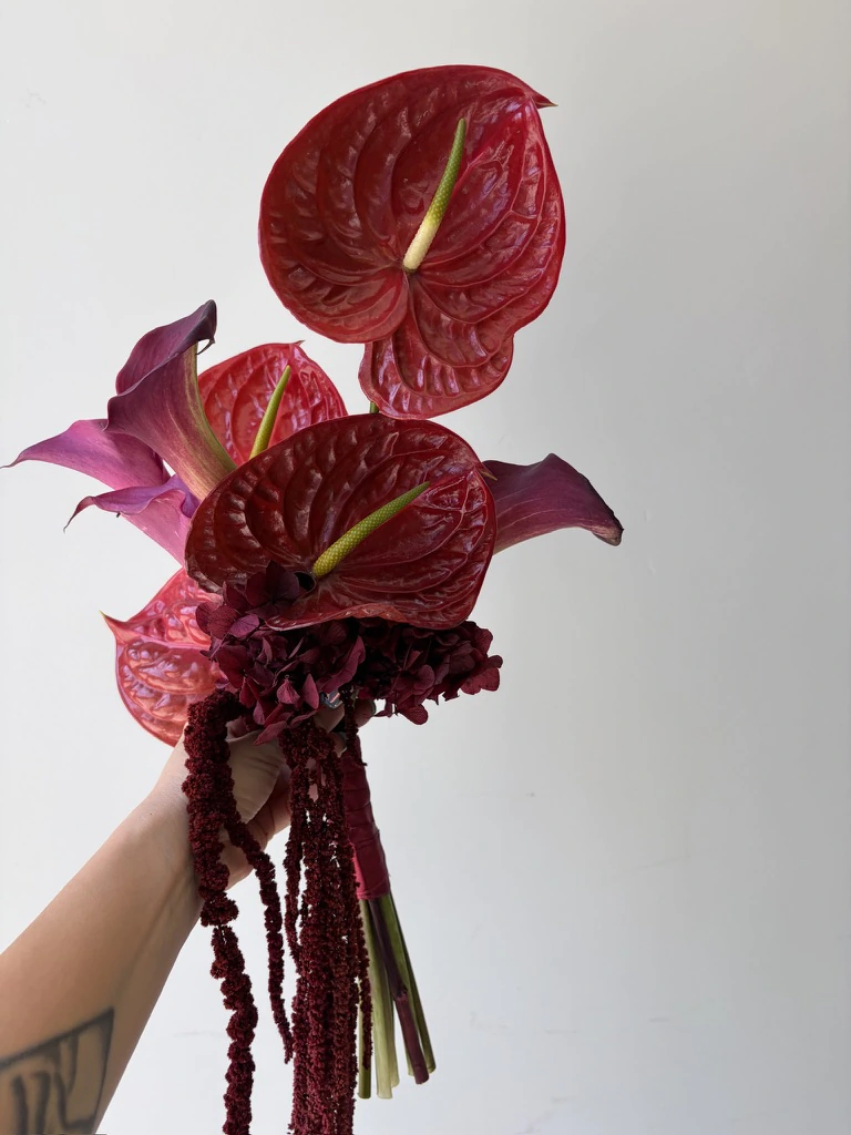Anthurium amarantus