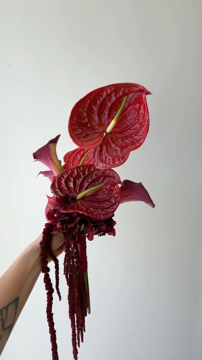 Anthurium amarantus