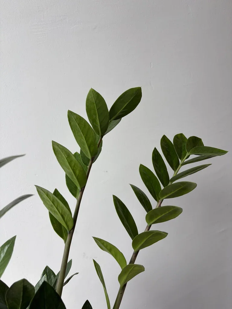 zamia 50 cm