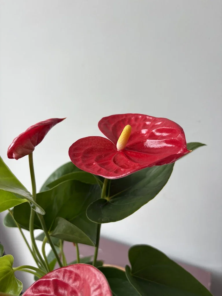 Anthurium
