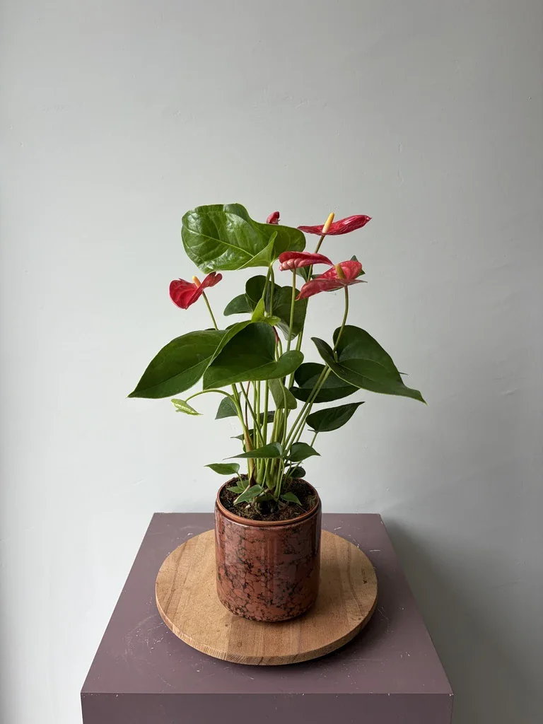Anthurium