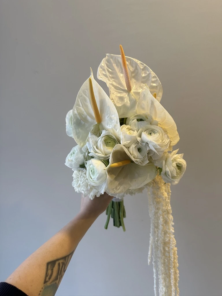 Anthurium Erengül Amarantus 2