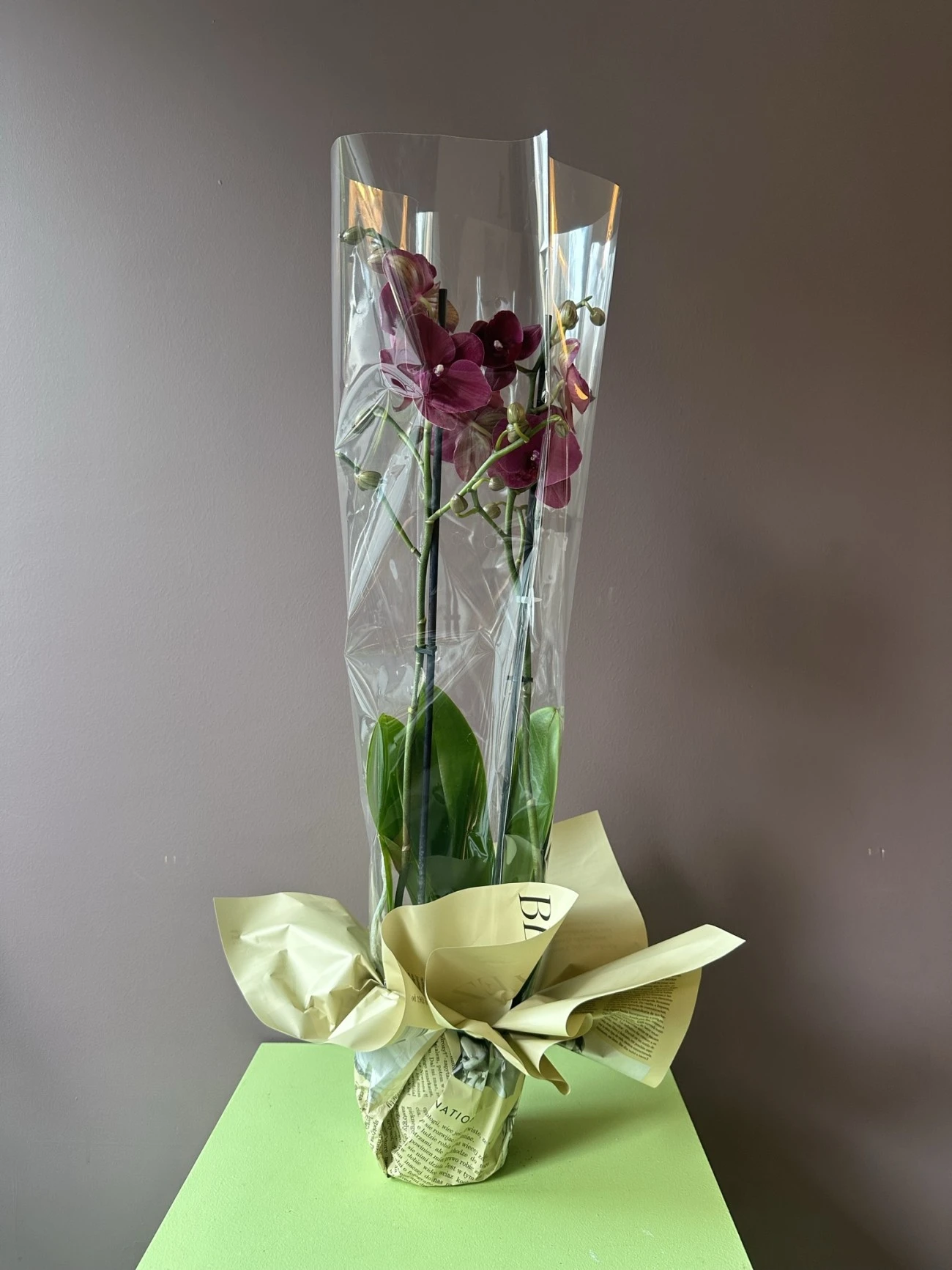 Orkide çift dal-fuşya-75cm