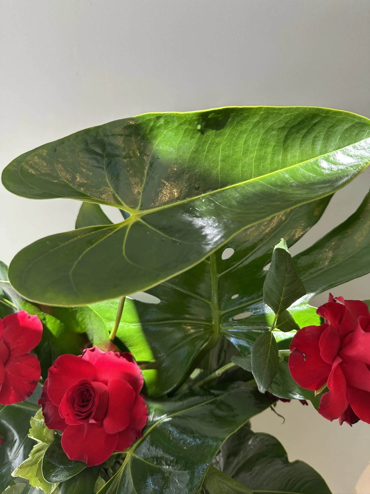 Asellus Vazo Aranjmanı