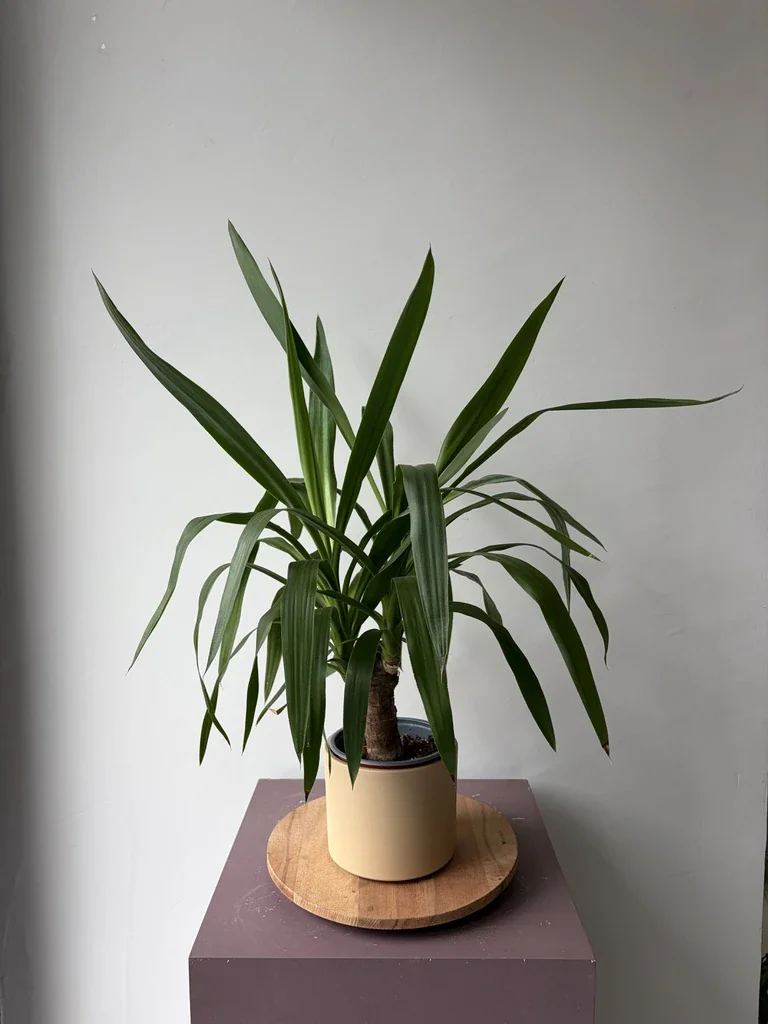 Yucca