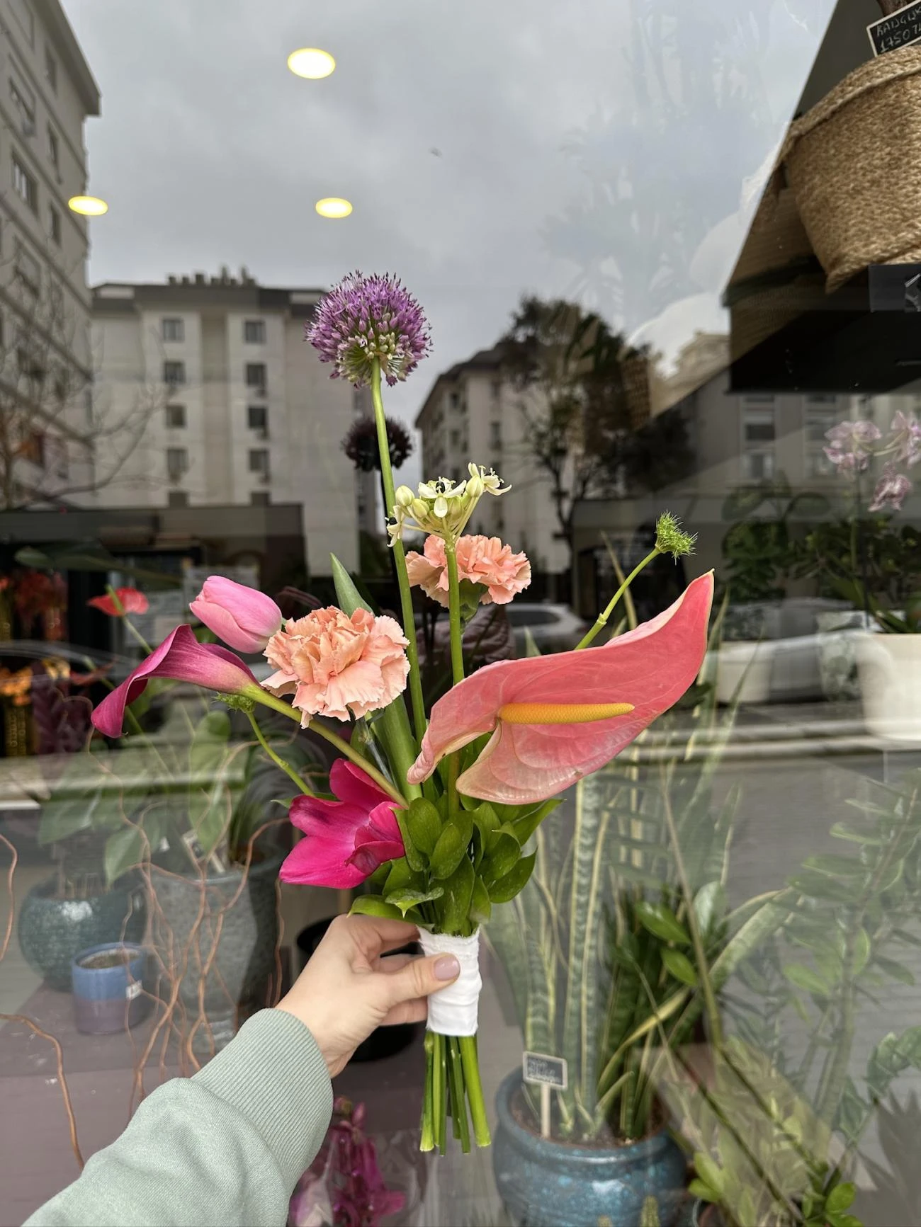 Allium gala anthurium