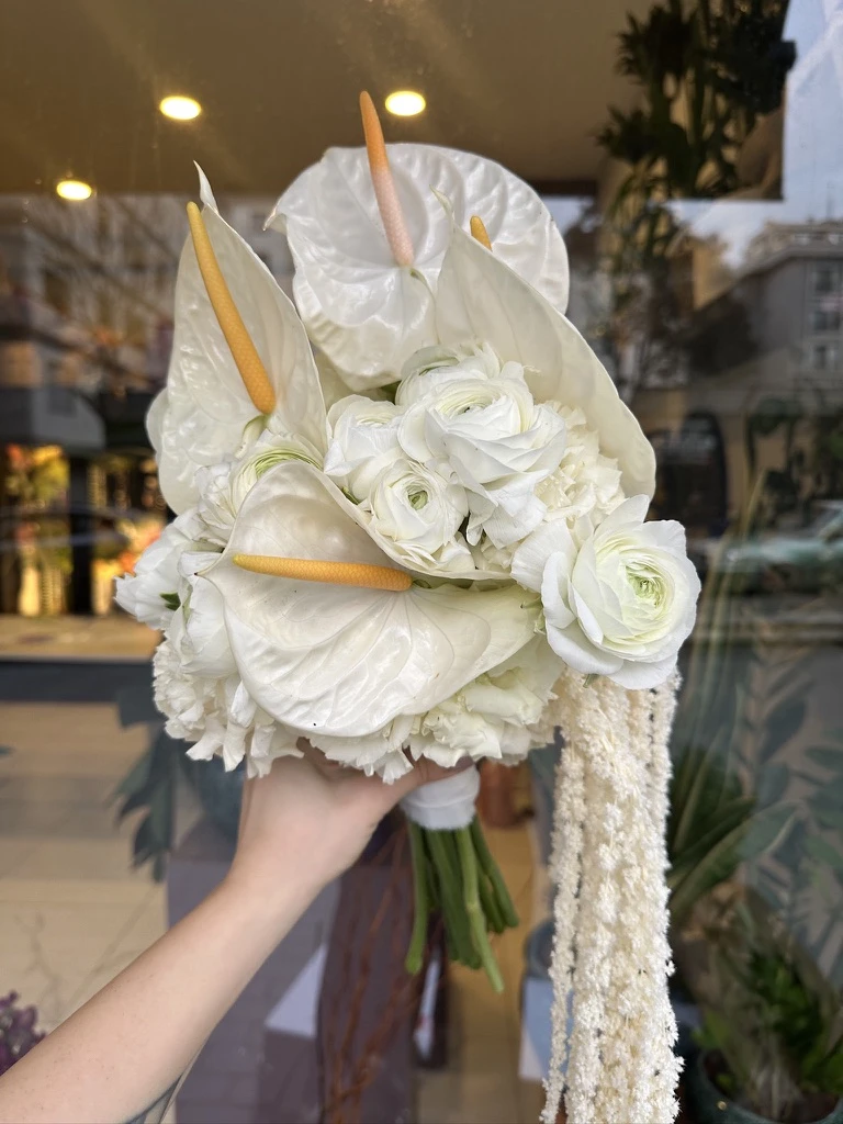 Anthurium Erengül Amarantus 2