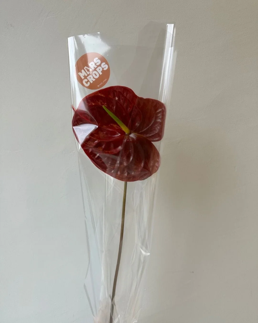 Anthurium stars