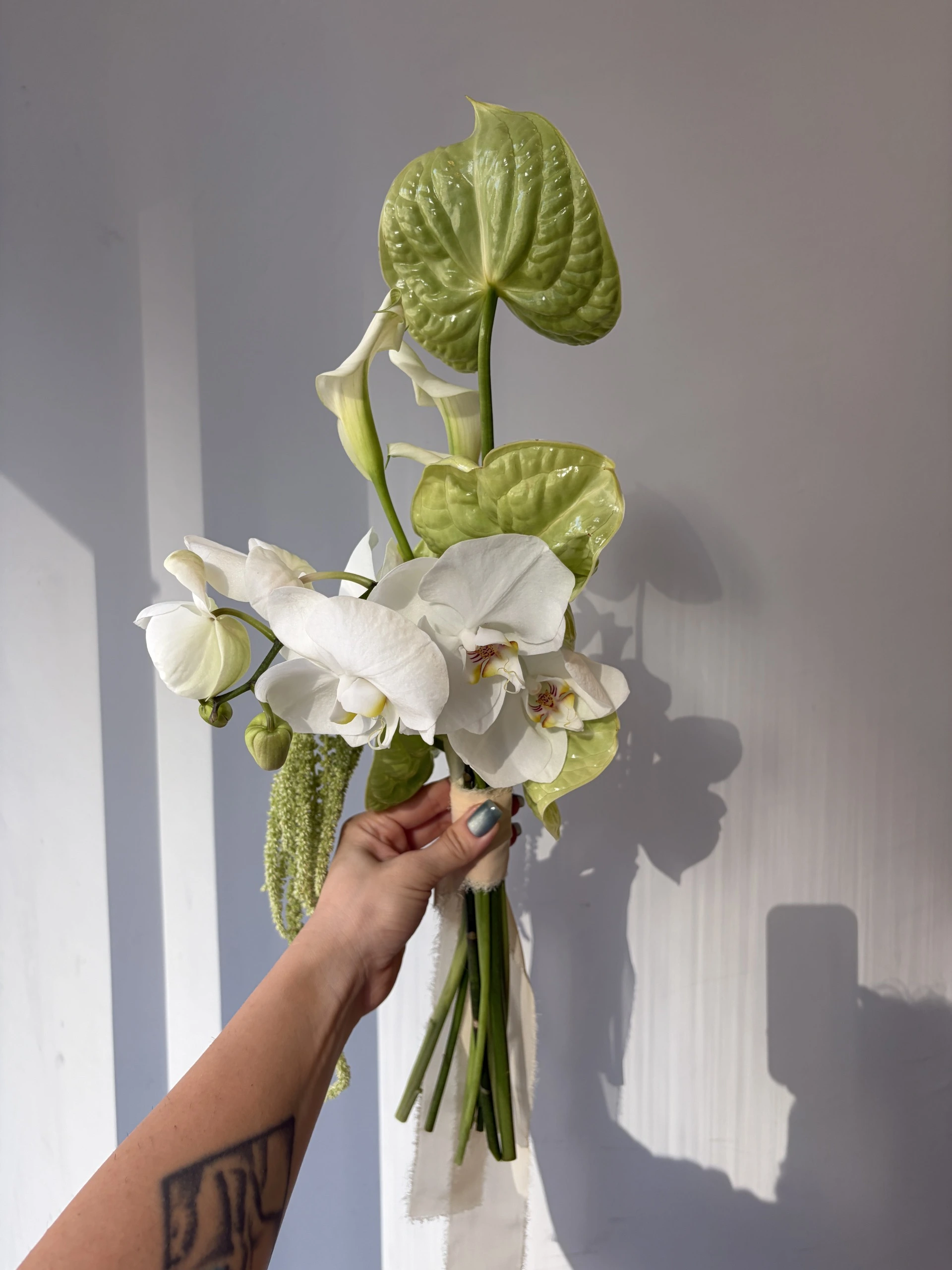 Anthurium amarantus