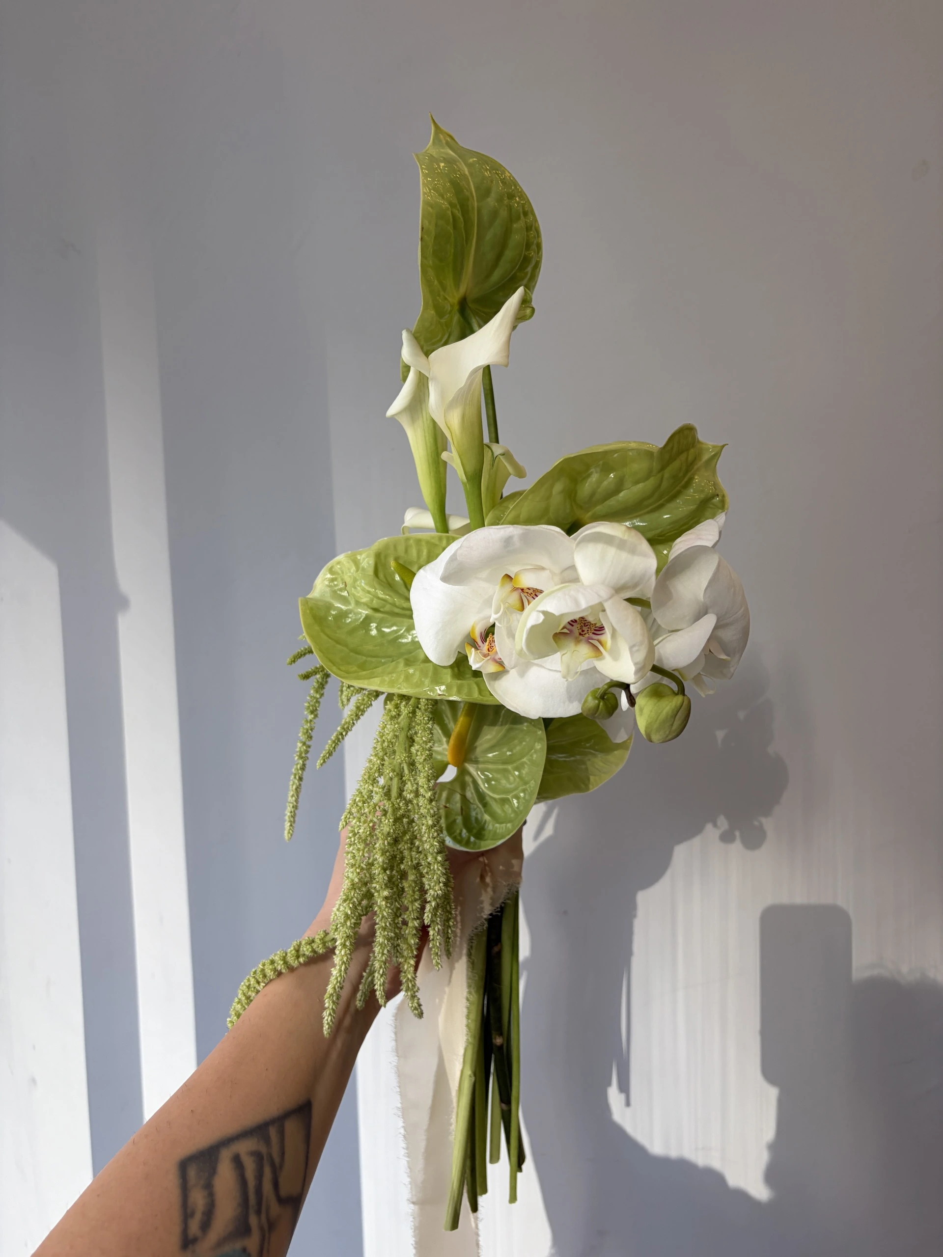 Anthurium amarantus