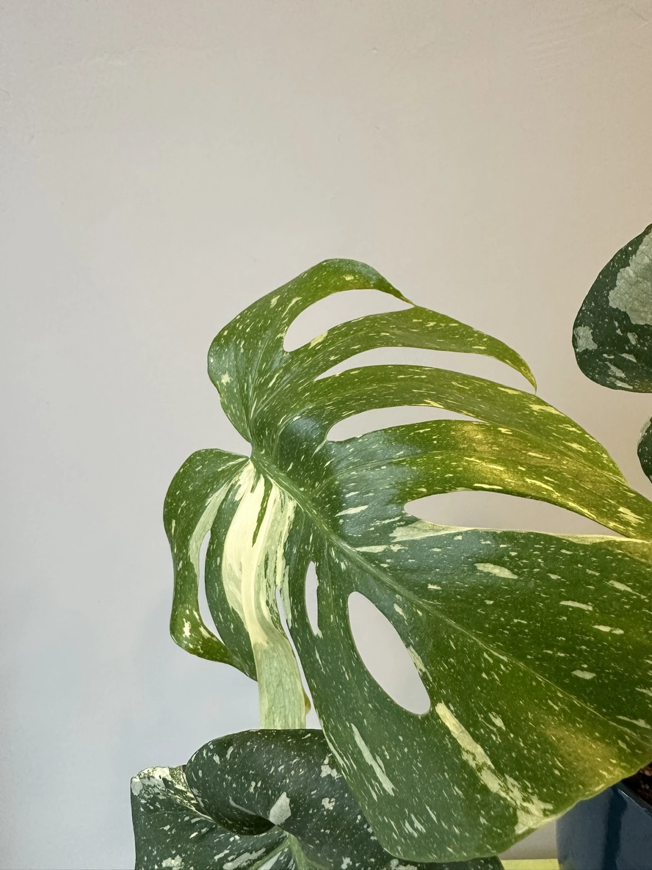 Monstera Albino