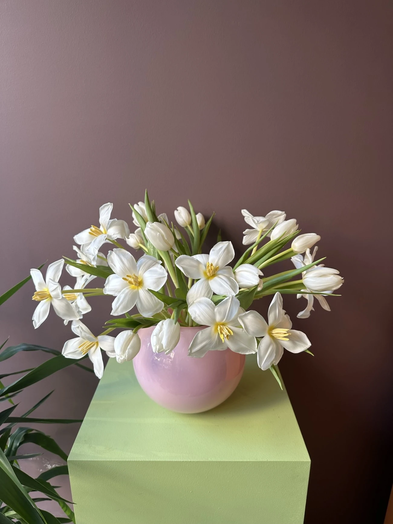 Ascella Vazo Aranjmanı