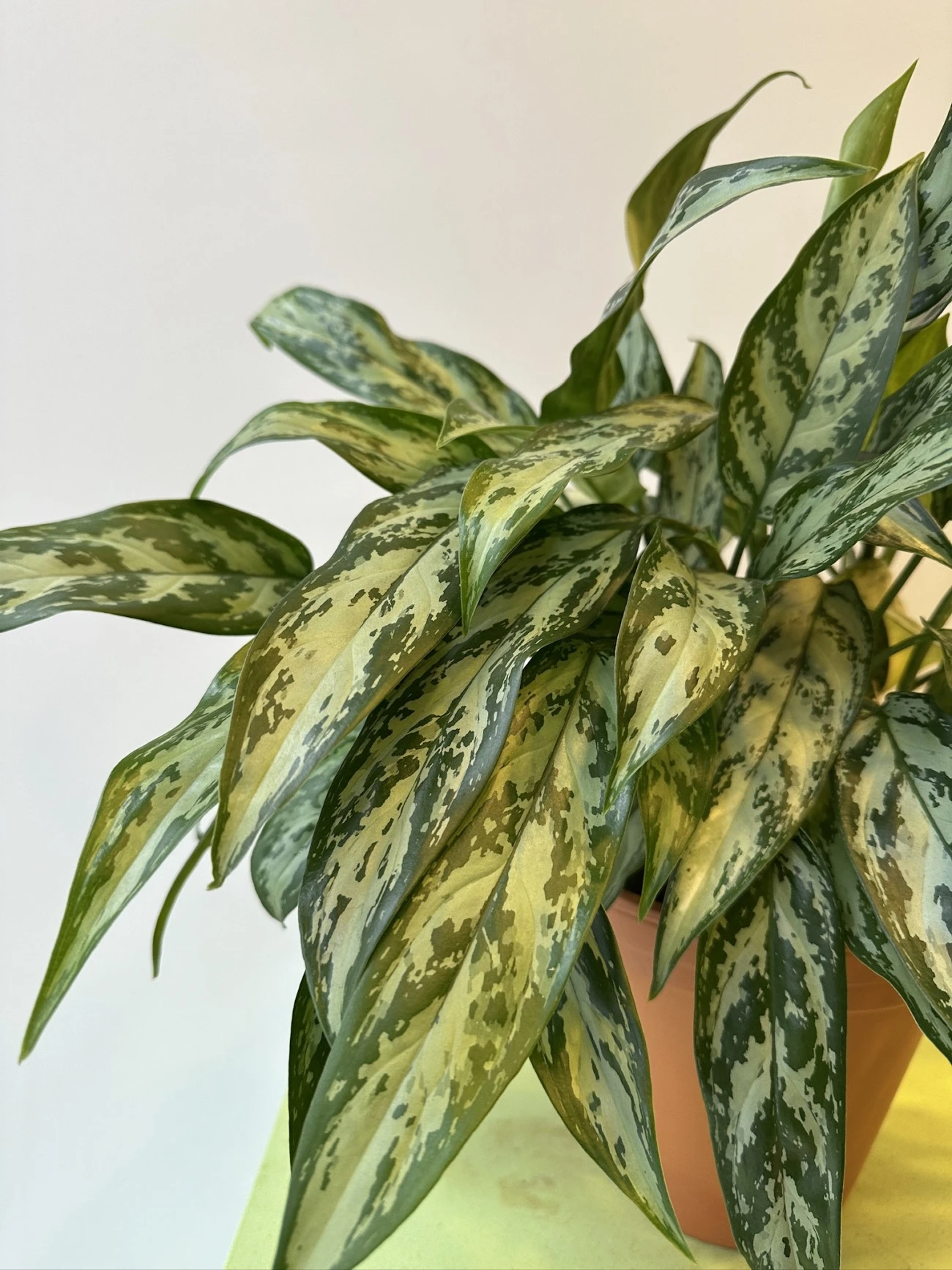 Aglaonema