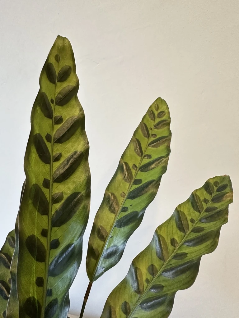 Calathea