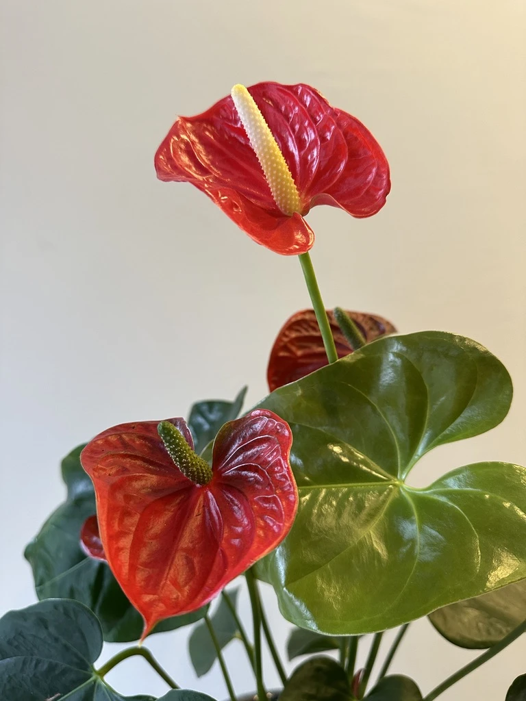 Anthurium