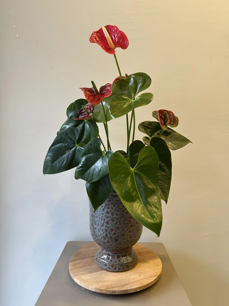 Anthurium
