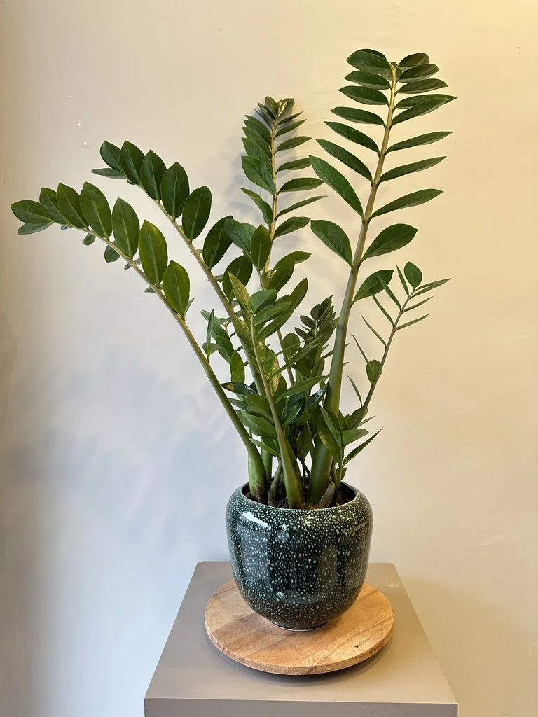Zamia