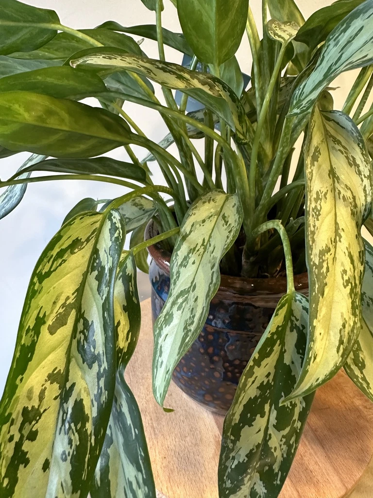 Aglaonema