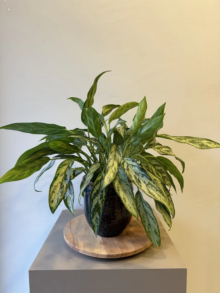 Aglaonema