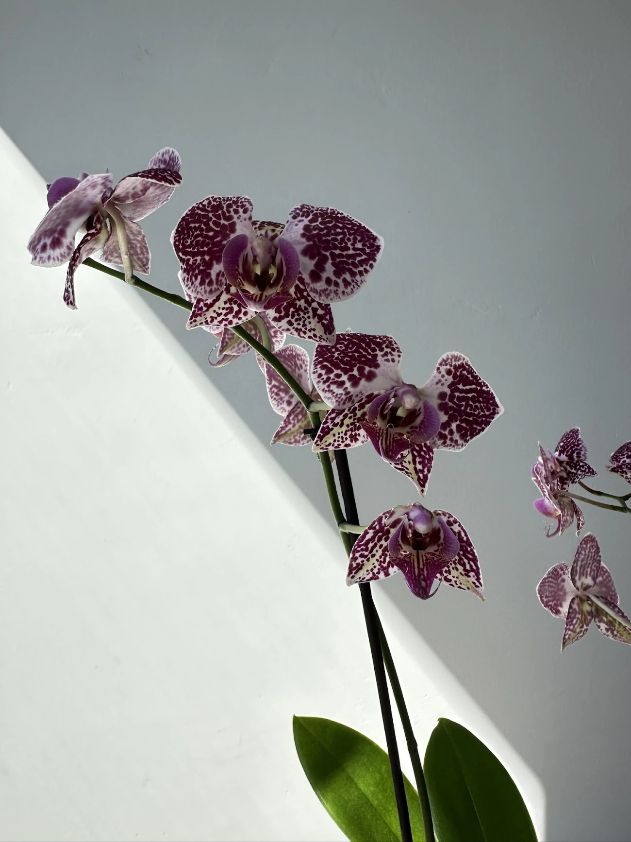 Orkide çift dal- mini