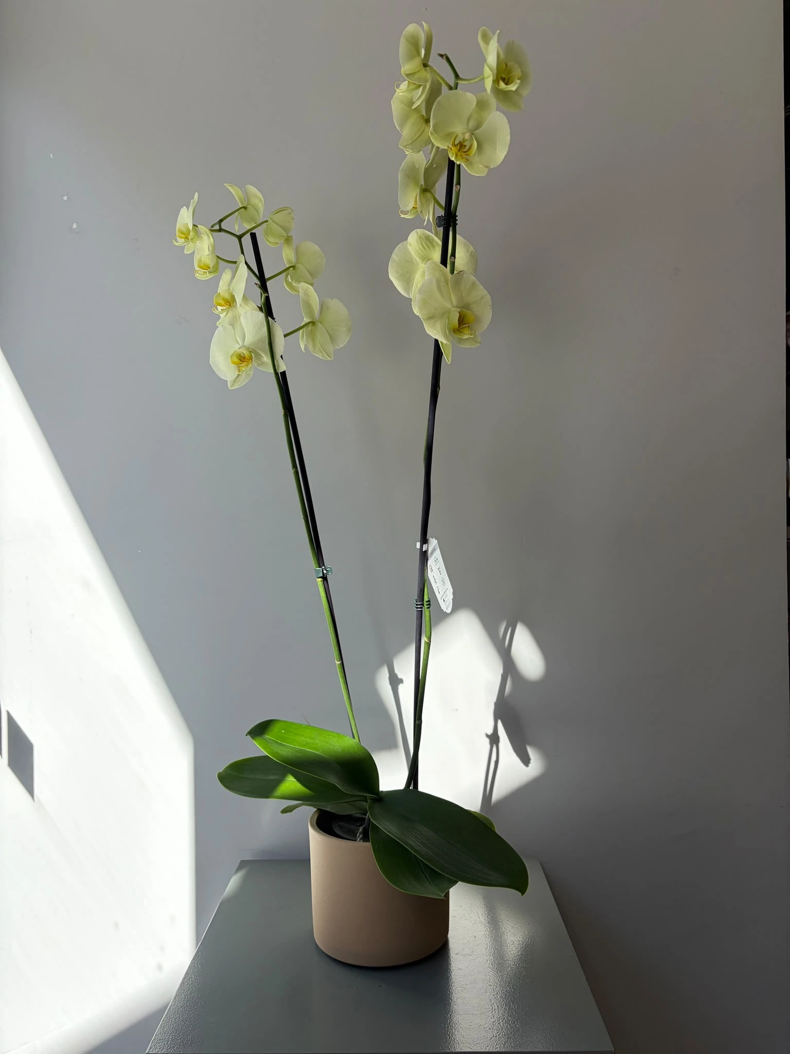 Orkide- çift dal-açık sarı