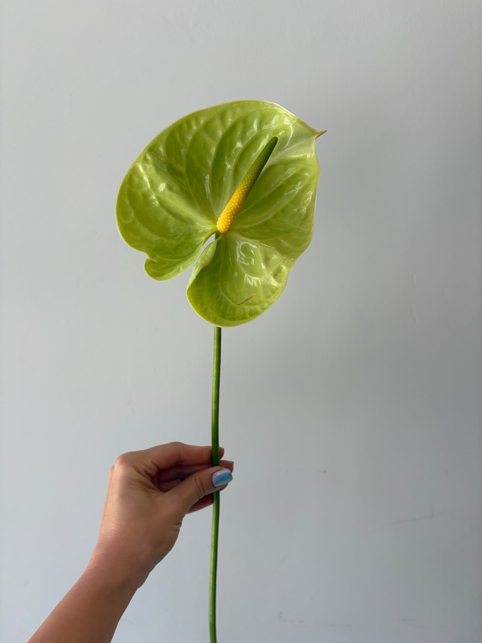 Anthurium stars
